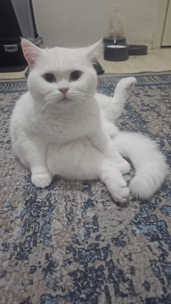 Harika Beyaz Kedimiz