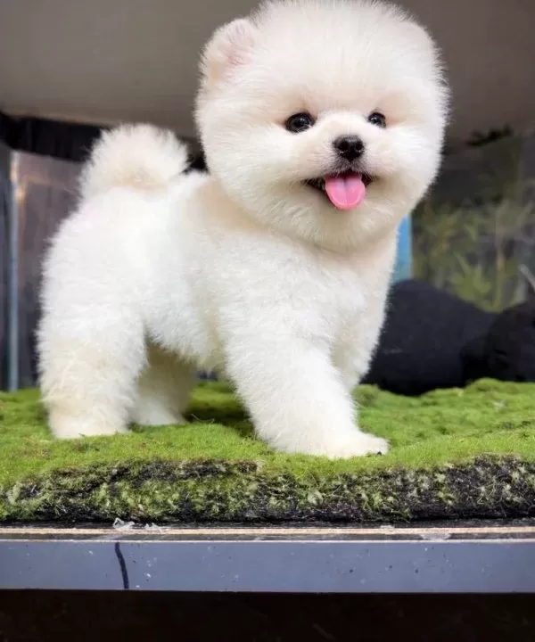 En I Yi Si Ni I Steyene Pomerani An Boo