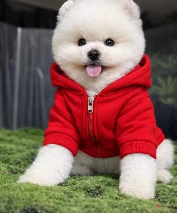 En I Yi Si Ni I Steyene Pomerani An Boo