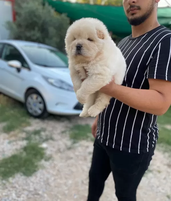Sifir Burun Gerçek Chow Chow Yavrularimiz