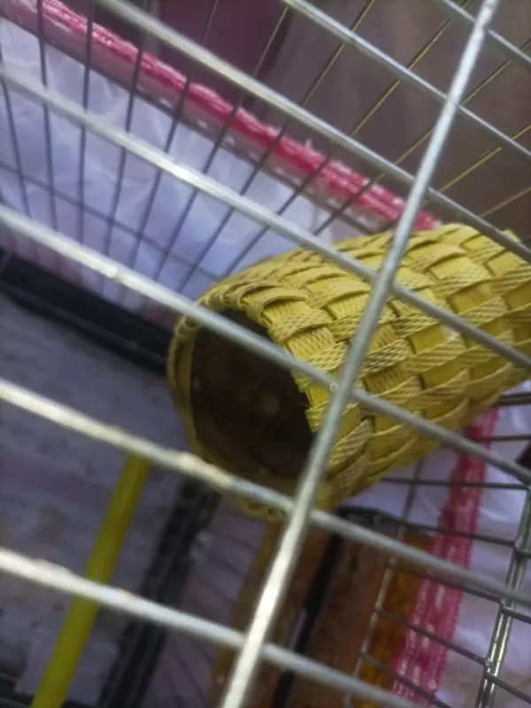 Komple Satılık Kafes Ve Hint Bülbülü