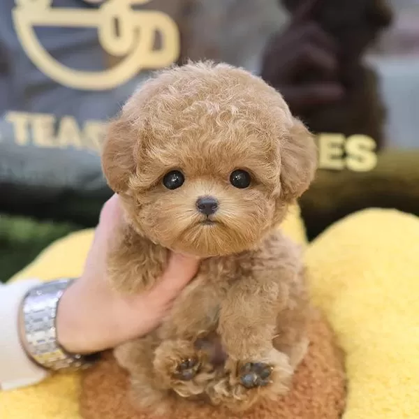 En Akilli Ve Tatli Toy Poodle Bebeklerimiz