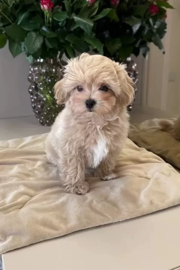 Maltipoo Cinsi Yavrular Ev Üretimi Köpek Dünyası