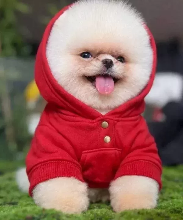 Pomeranian Boo Ayı Surat