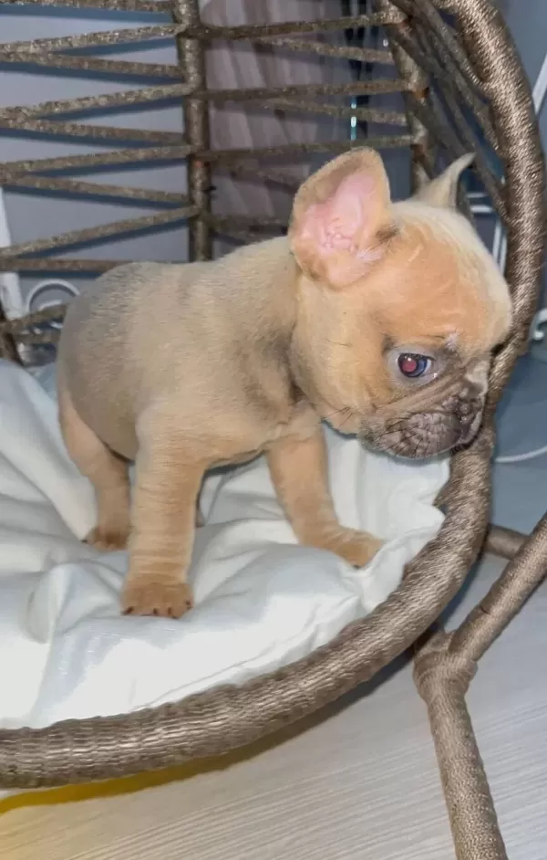 Egzotik Renkli Kusursuz Anatomi Mikro French Bulldog Yavruları