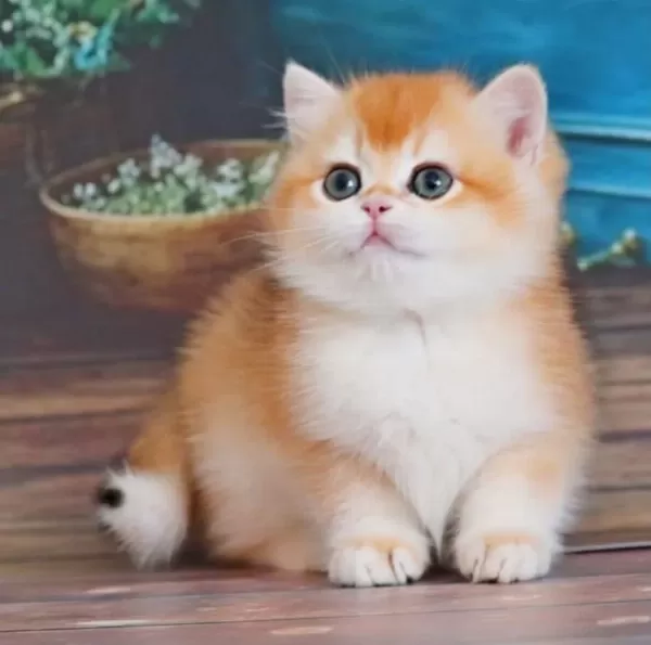 Portakal Renginde Golden British Shorthair