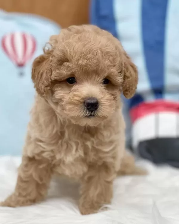 İrk Garantili Maltipoo Yavrulari