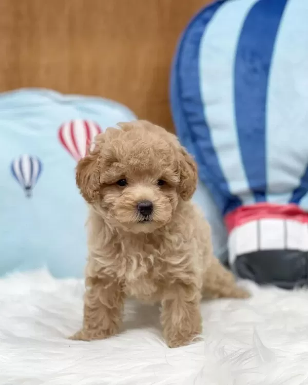 İrk Garantili Maltipoo Yavrulari