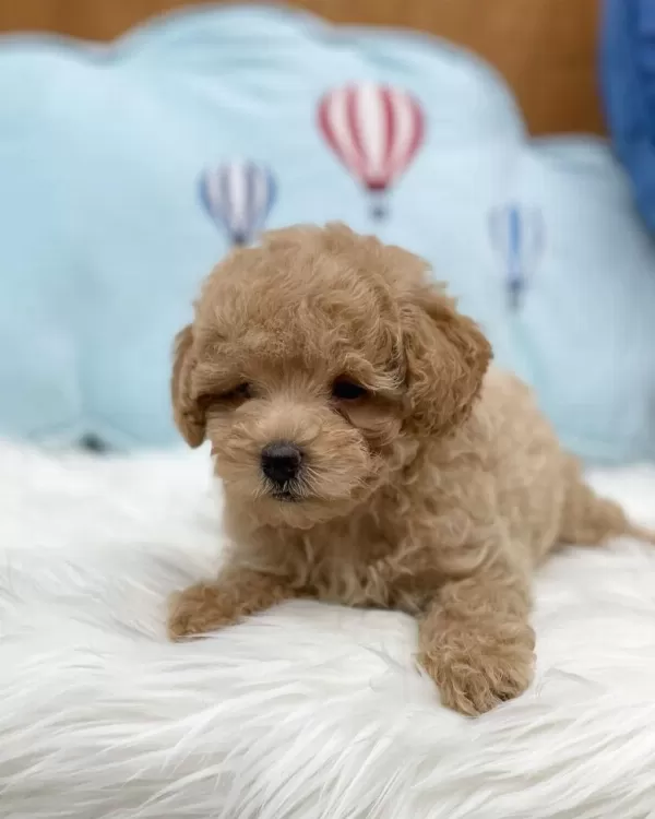 İrk Garantili Maltipoo Yavrulari