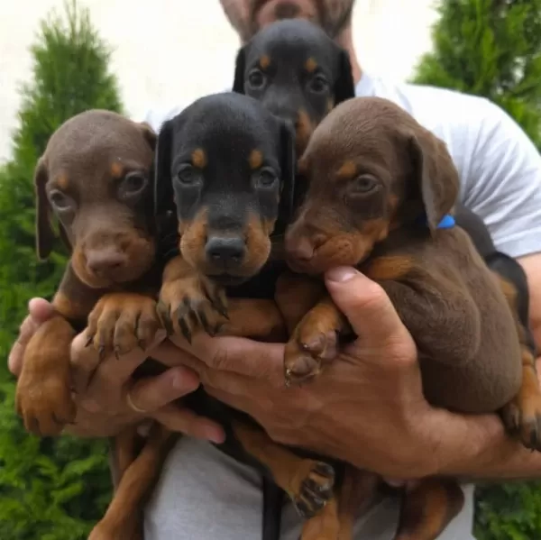 Doberman İyisi Değil En İyisi Kapıda Ödeme Mevcut