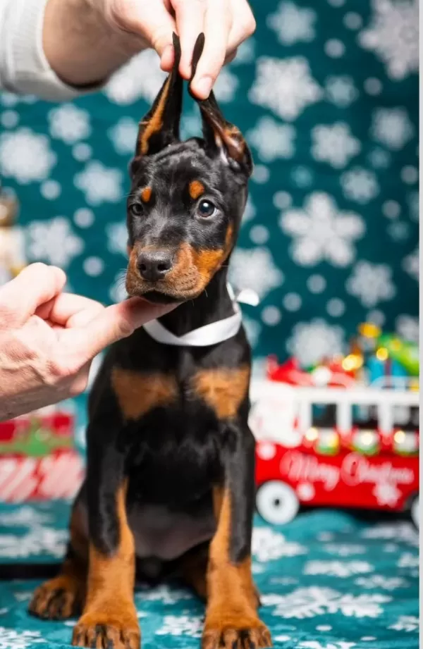 Doberman İyisi Değil En İyisi Kapıda Ödeme Mevcut