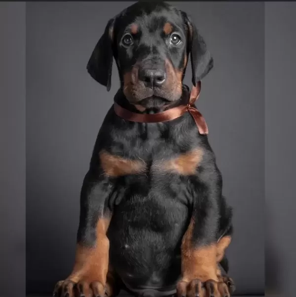 Doberman İyisi Değil En İyisi Kapıda Ödeme Mevcut