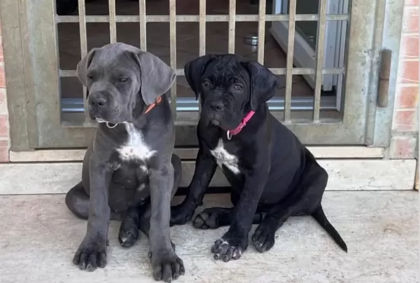 Cane Corso İyisi Değil En İyisi Kapıda Ödeme Mevcut