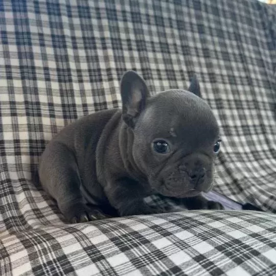 Egzoti K Blue French Bulldog Üst Kali Te