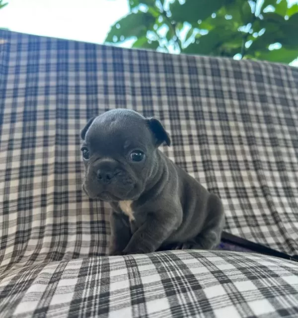 Egzoti K Blue French Bulldog Üst Kali Te