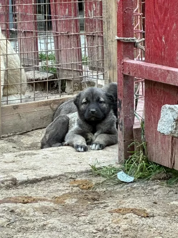 Namli Safkan Kangalin Yeni Yavrulari İlanda