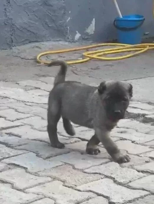 Namli Safkan Kangalin Yeni Yavrulari İlanda