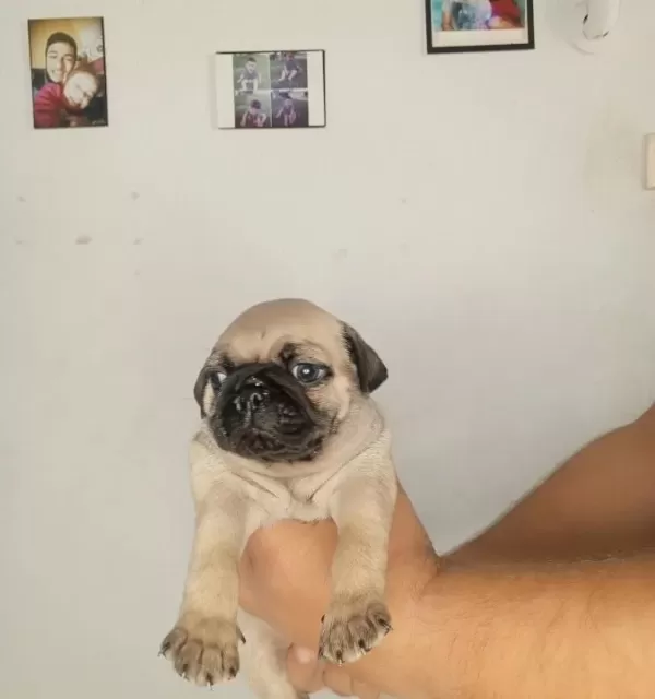 Oyuncu Pug Bebekler
