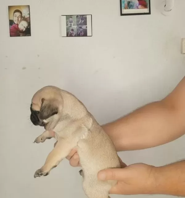 Oyuncu Pug Bebekler