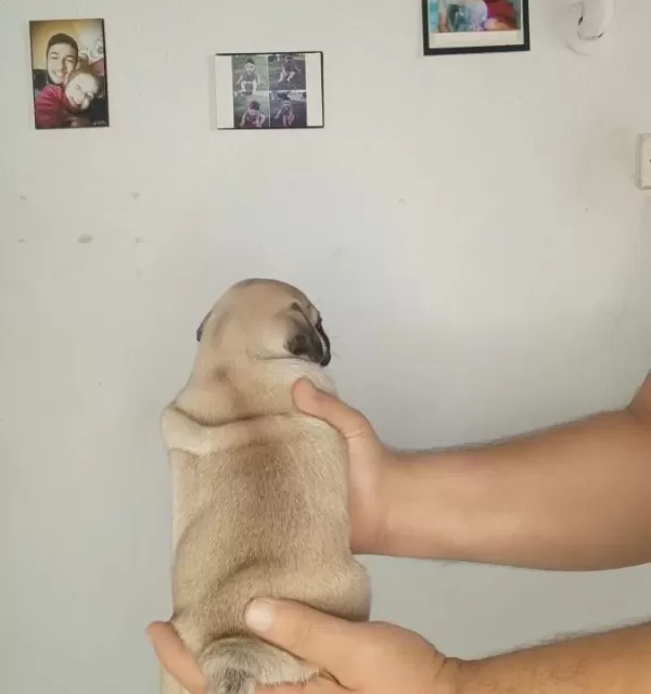 Oyuncu Pug Bebekler
