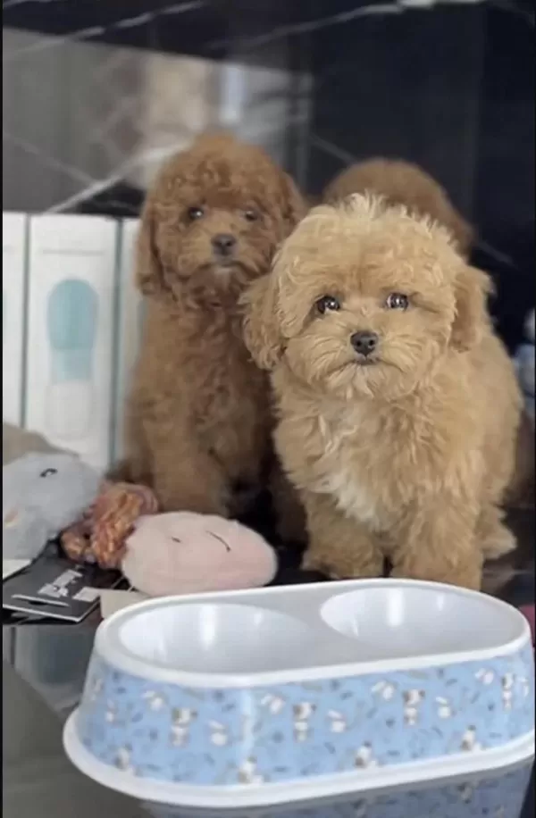 Sağlıklı Toy Poodle Köpeği
