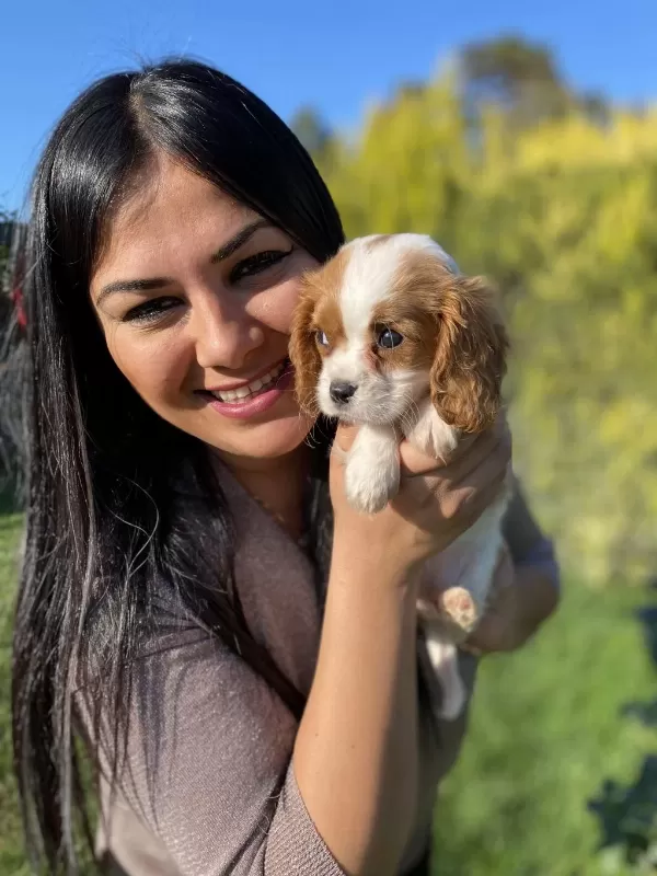 Safkan Aşılı Cavalier King Charles Yavrularım