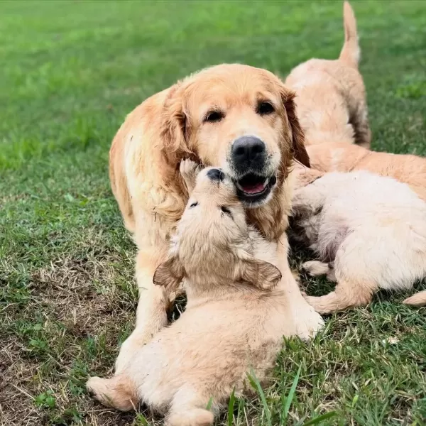 Golden Retriever Yavrulari