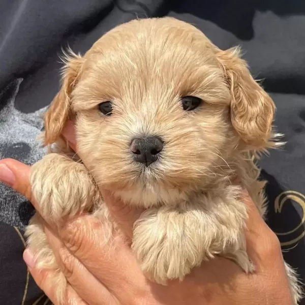 Dünya Tatlisi Maltipoo Yavrulari