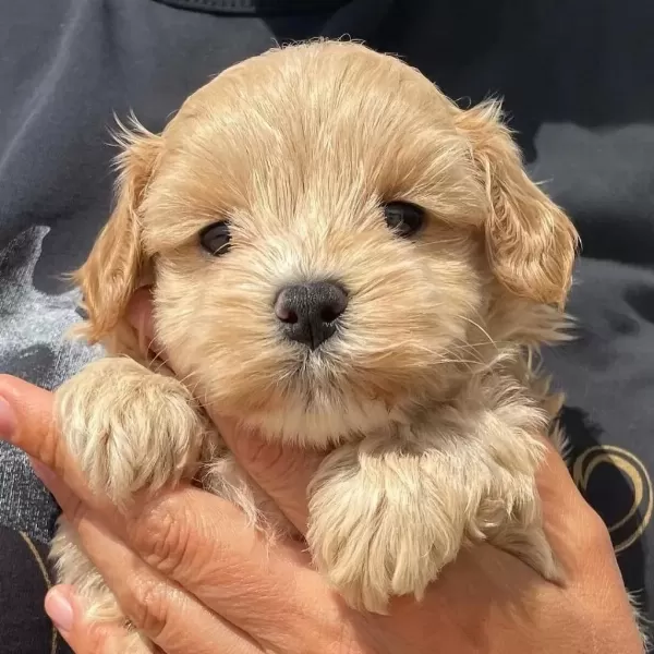 Dünya Tatlisi Maltipoo Yavrulari