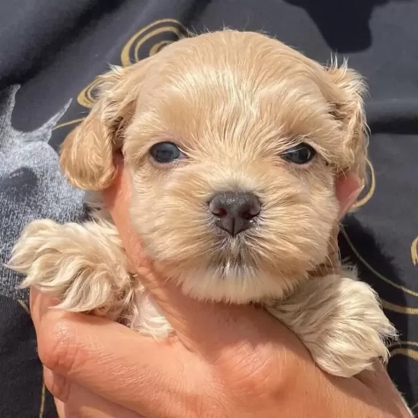 Dünya Tatlisi Maltipoo Yavrulari