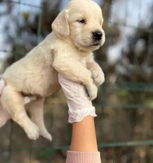Bebek Yüzlü Harika Güzellikte Golden Retriever Yavrular