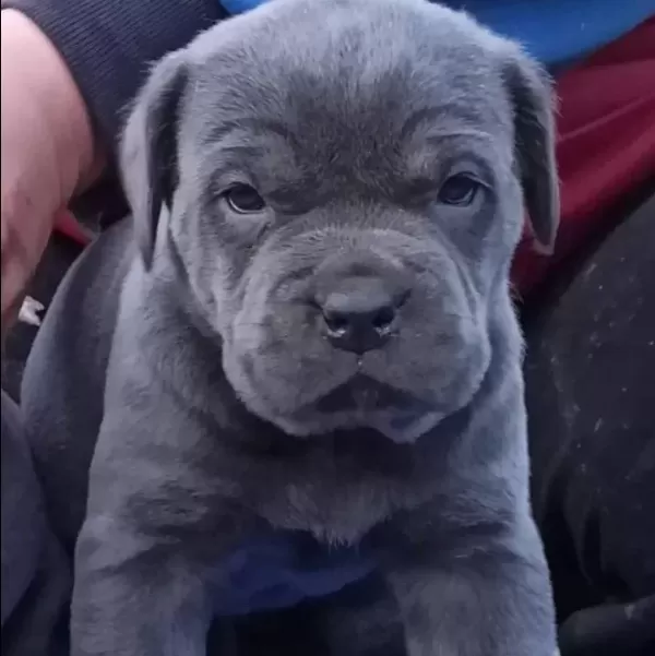 Dev Cane Corso Yavrular