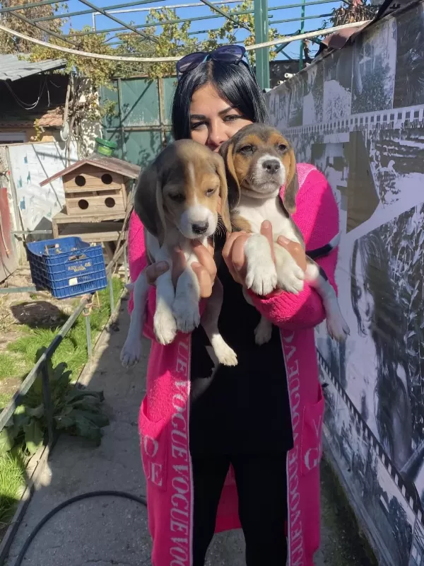 Elizabet Beagle Yavrularım