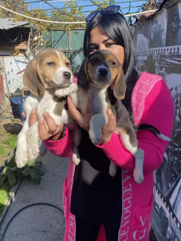 Elizabet Beagle Yavrularım