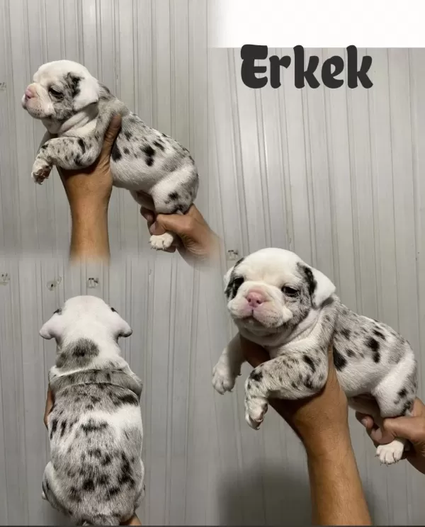 French Bulldog Sevenler