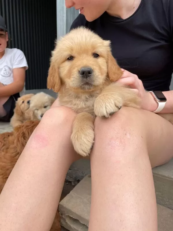 Baby Golden Retriever