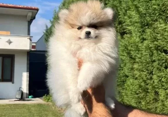 Ayı Surat Pomeranian Boo