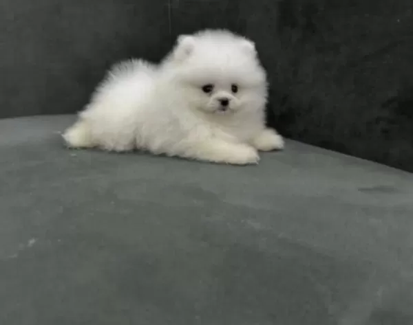 Sağlikli Pomerianan Boo