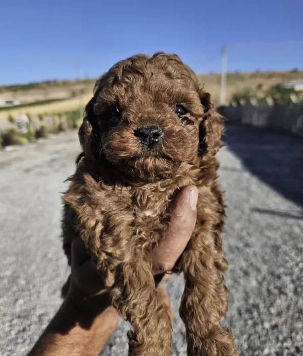Sağlıklı Bakimli Toy Poddle