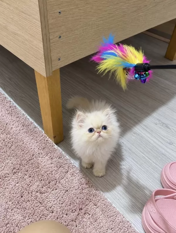 Persian Yavrusu Erkek
