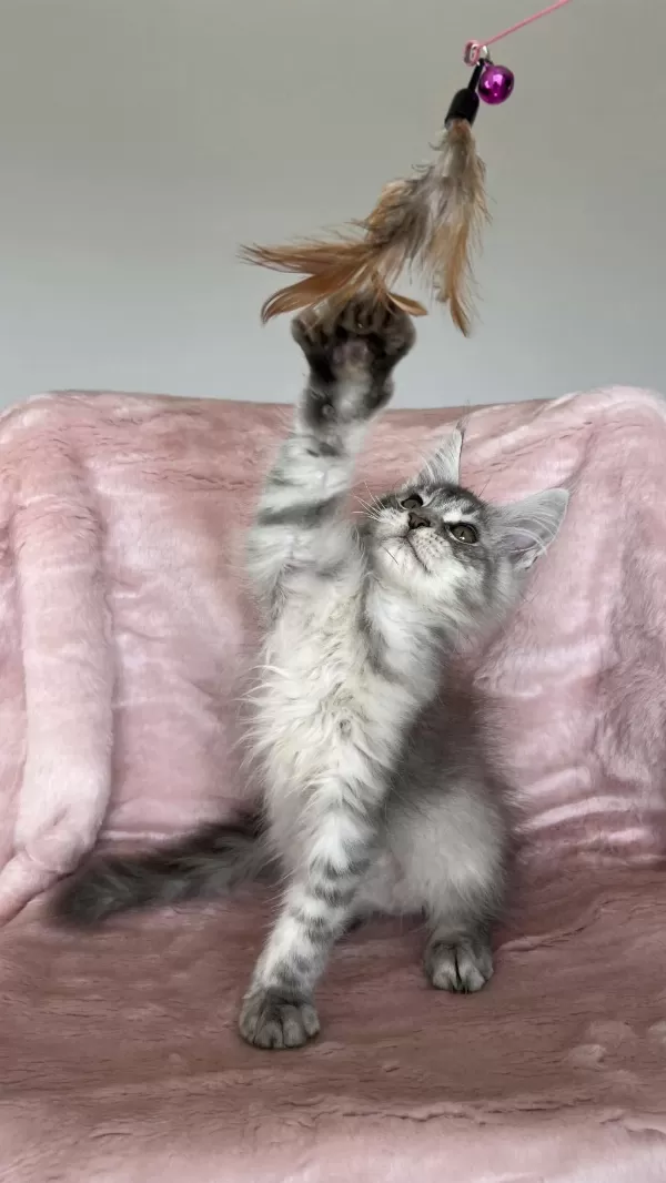 Gümüş Renkli Maine Coon Erkek