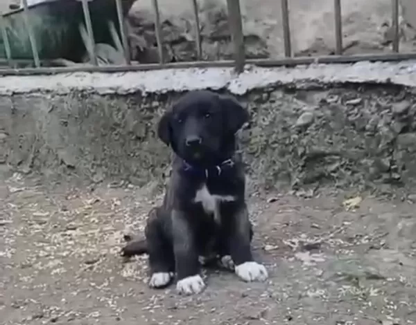 A Kaliteli Saf Sivas Kangalı Yavruları