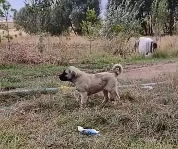 A Kaliteli Saf Sivas Kangalı Yavruları
