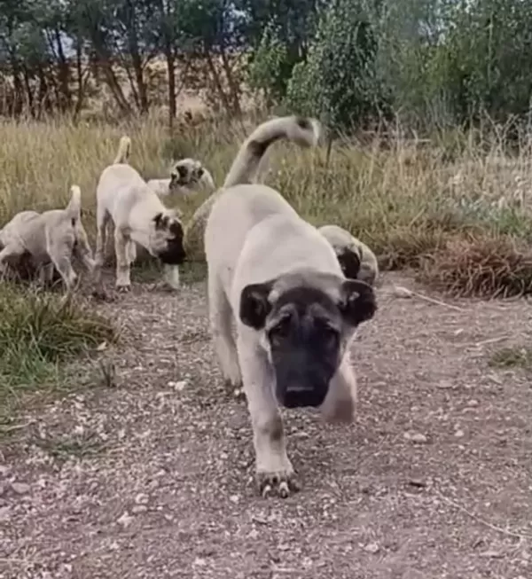 A Kaliteli Saf Sivas Kangalı Yavruları