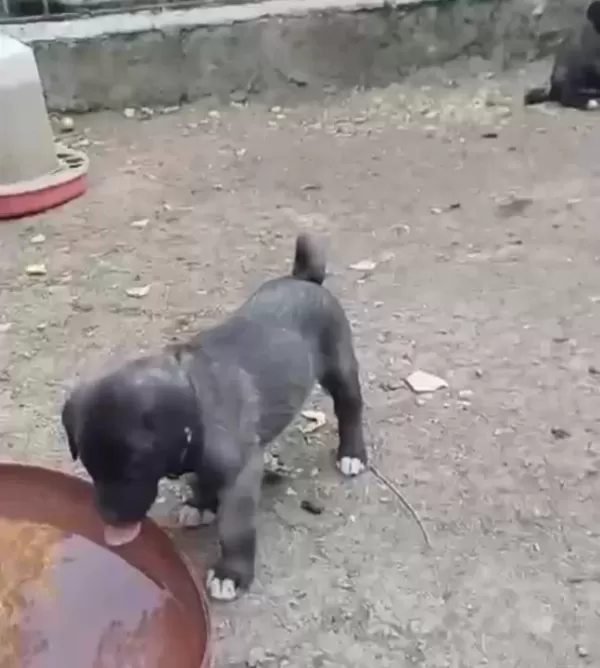 A Kaliteli Saf Sivas Kangalı Yavruları