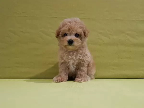 Dünya Tatlisi Maltipoo Yavrulari