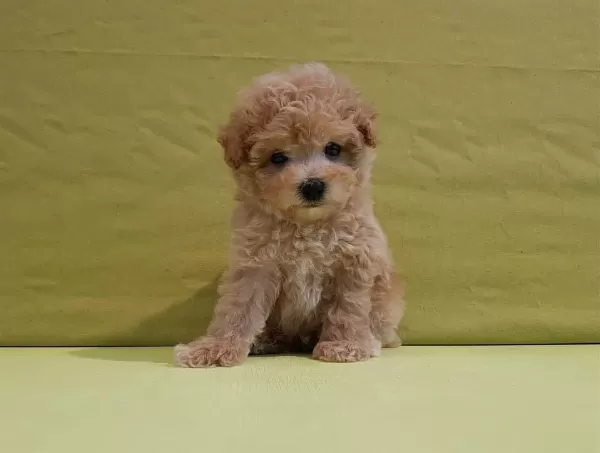 Dünya Tatlisi Maltipoo Yavrulari