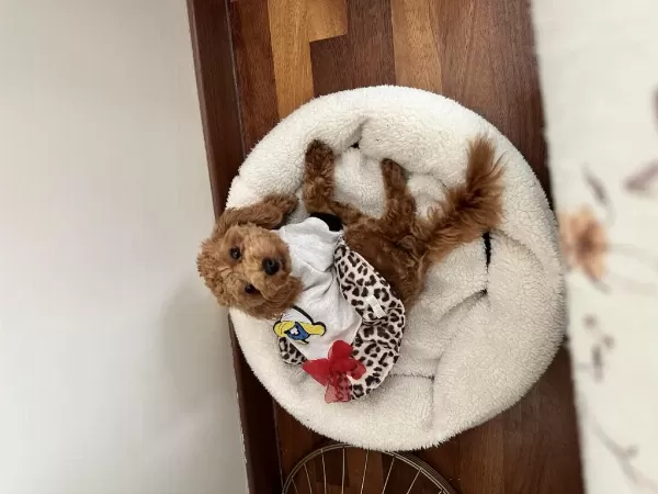 Aşılı Eğitimli Prenses Köpeğimiz