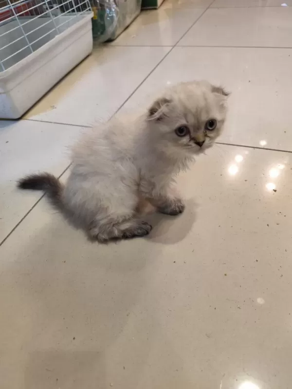Scottish Fold Dişi Kedimiz