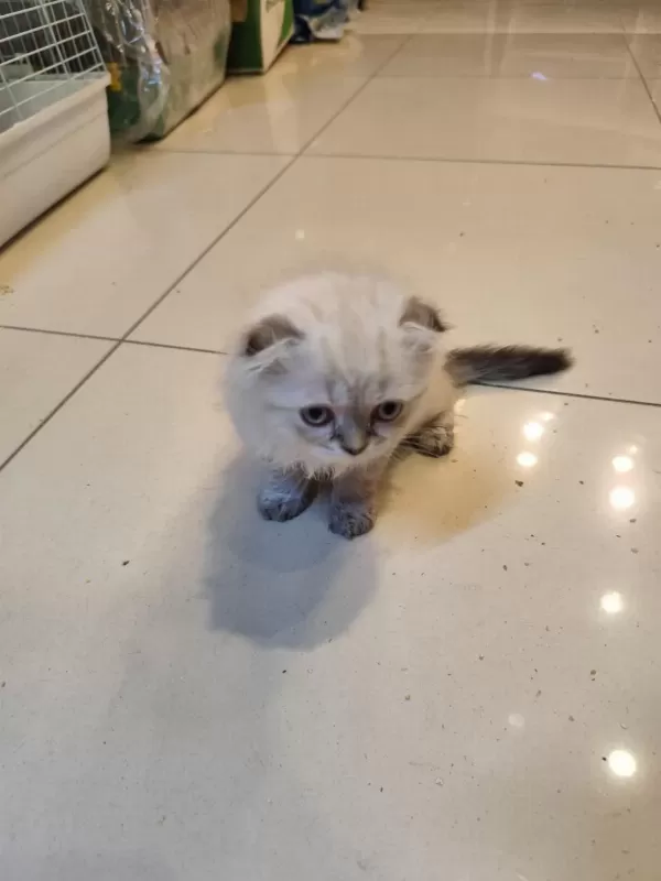 Scottish Fold Dişi Kedimiz